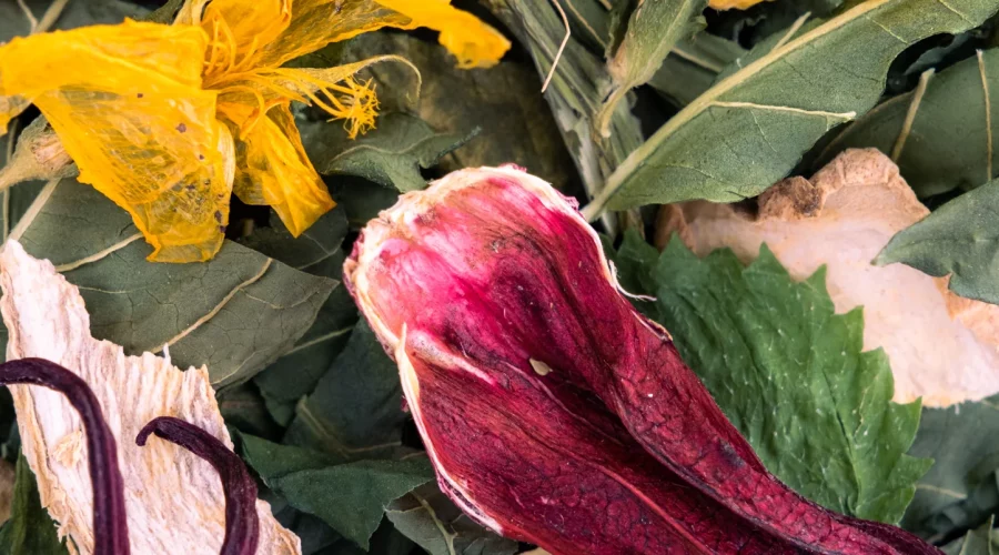 TOURTERELLE_AMOUREUSE_-_Groseille_Peyi_3cac3770-ede1-4aa4-b92e-32e159fb3ca8